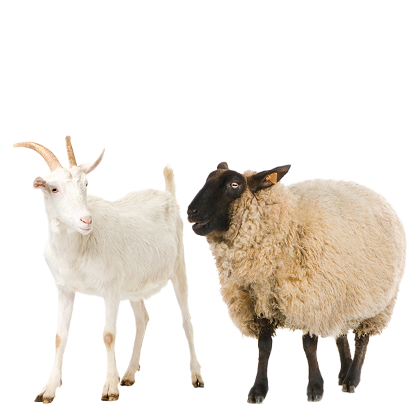 Koyun ve Keçi